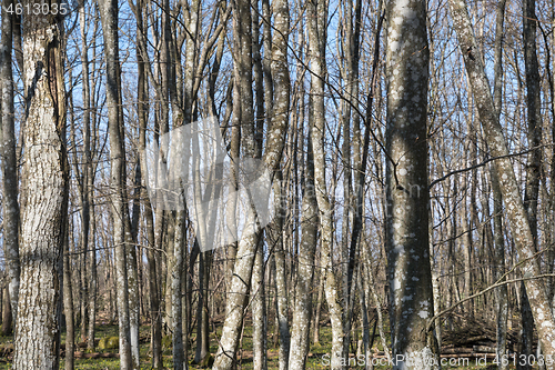 Image of Common Hornbeam tree trunks