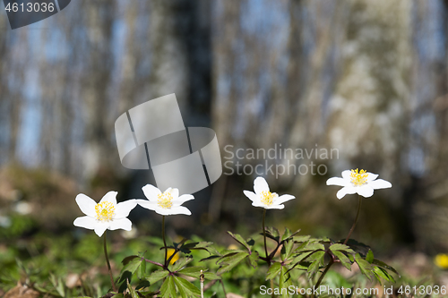 Image of Wood anemones close up 