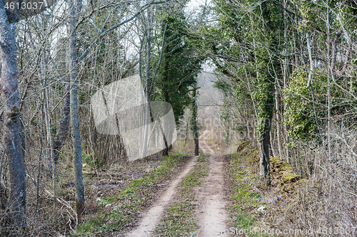 Image of Dirt road with ivy covered trees