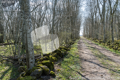 Image of Bright dirt road through a Hornbeam forest