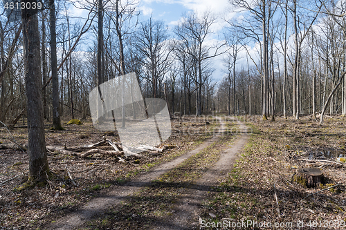 Image of Dirt road through a deciduous forest