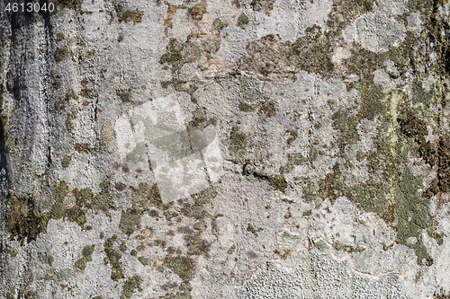 Image of Rough background image of tree bark