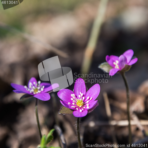 Image of Purple Hepatica flower close up