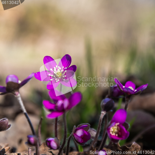 Image of Beautiful purple Hepatica flowers close up