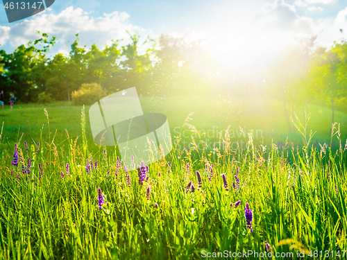 Image of Flowers and meadow