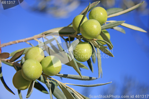 Image of Green Olives