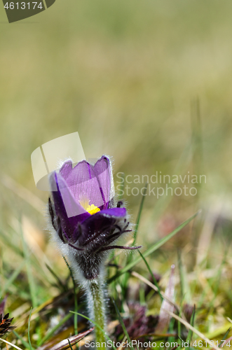 Image of Just starting to bloom