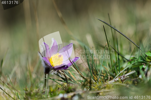 Image of Blossom Pasque wildflower