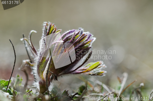 Image of New flower bud 