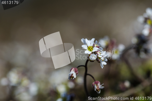 Image of Tiny white flower close up