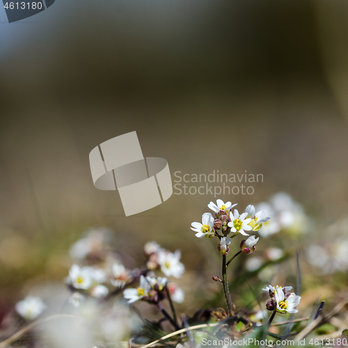 Image of Small white flower close up