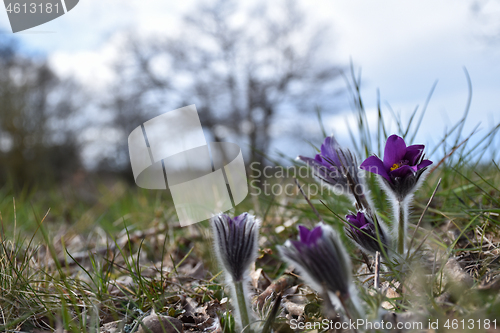 Image of The Pasque flowers just started to bloom