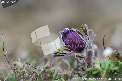 Image of Pasque flower bud close up