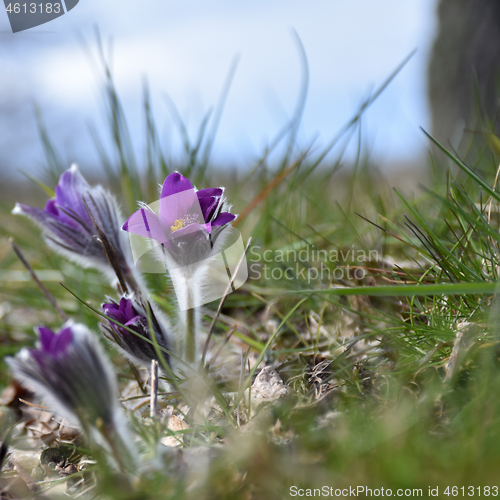 Image of Beautiful blooming Pasque flower
