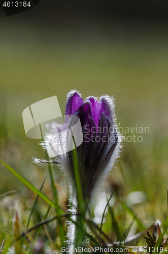 Image of Pasque flower close up