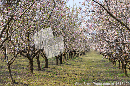 Image of Alleys of blooming almond trees with pink flowers during springtime