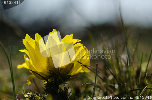 Image of Pheasants eye flower head