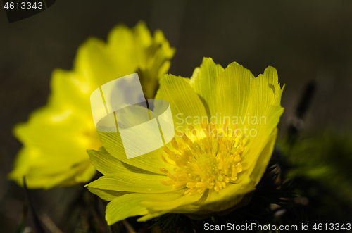 Image of Beautiful yellow flower head