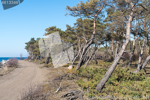 Image of Windblown pine trees by the coast