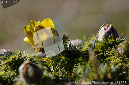 Image of Yellow flower starting to bloom