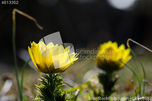 Image of Yellow flower head closeup