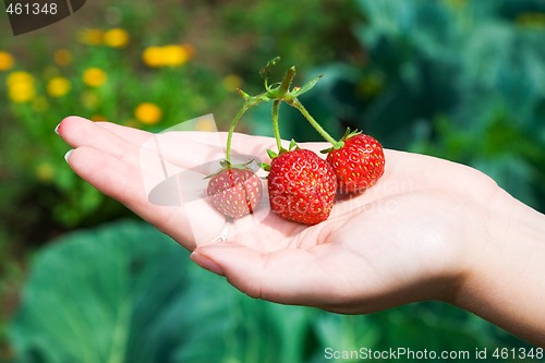 Image of Strawberry