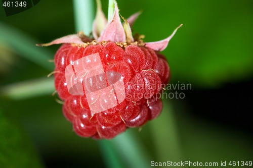 Image of Raspberry