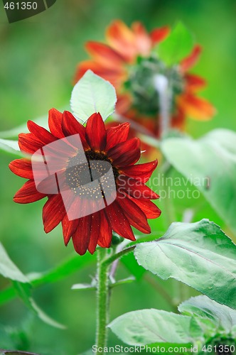 Image of Red sunflower