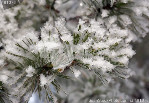 Image of Hoarfrost