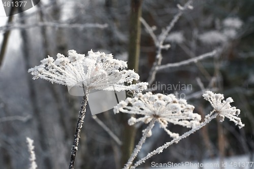 Image of Hoarfrost