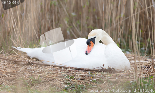 Image of White swan on a nest