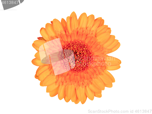 Image of Gerbera flower isolated on white, orange