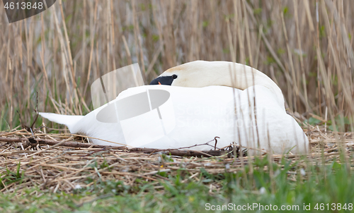 Image of White swan on a nest