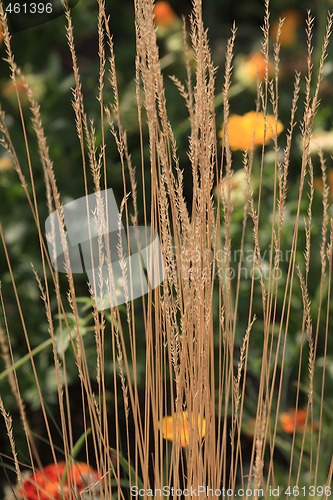 Image of Summer plants