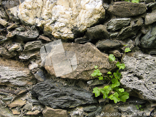 Image of Creeper on a rock