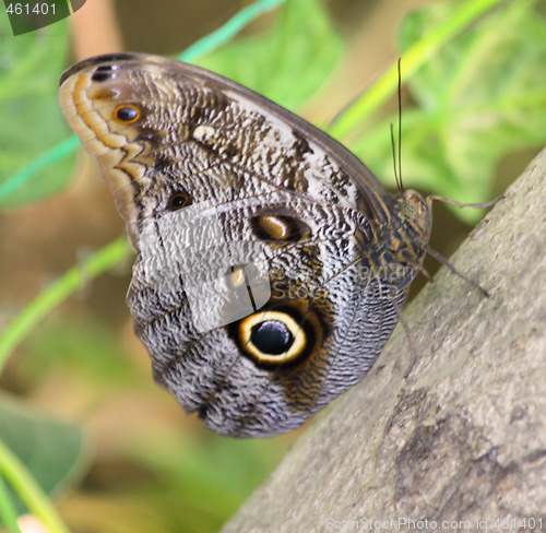 Image of Night tropical butterfly