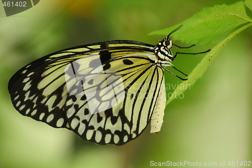 Image of Tropical butterfly