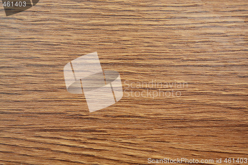 Image of Walnut tree texture