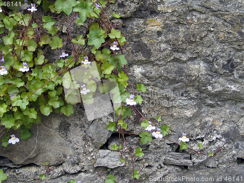 Image of Creeper on a rock