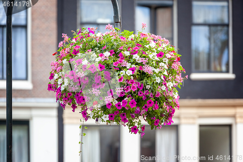 Image of some petunia flowers in Amsterdam