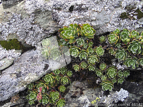 Image of Creeper on a rock