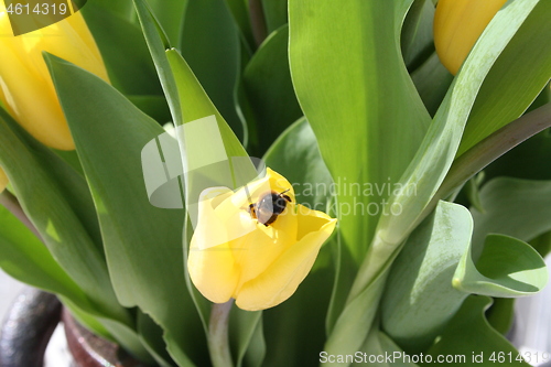 Image of Yellow Tulips with visit of bee