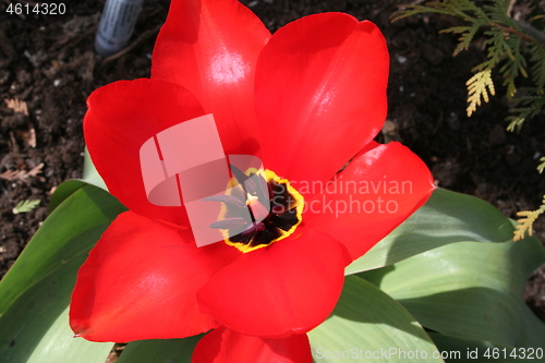 Image of Red Tulip