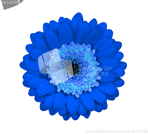 Image of Gerbera flower isolated on white, blue