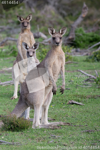 Image of Three kangaroos in Australian bush land