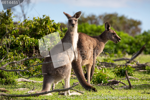 Image of Two kangaroos in a bush land setting 