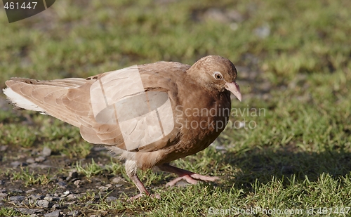 Image of Pigeon 