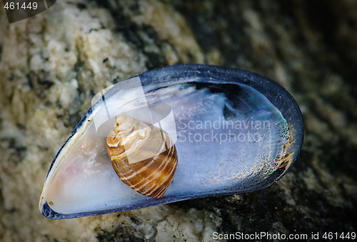 Image of Shell