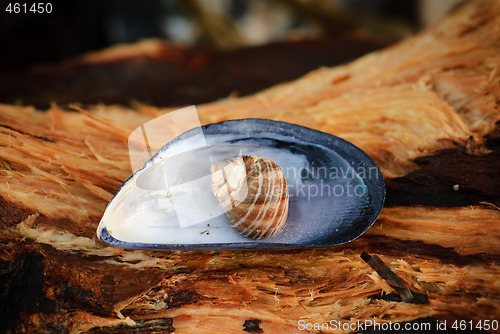 Image of Shell