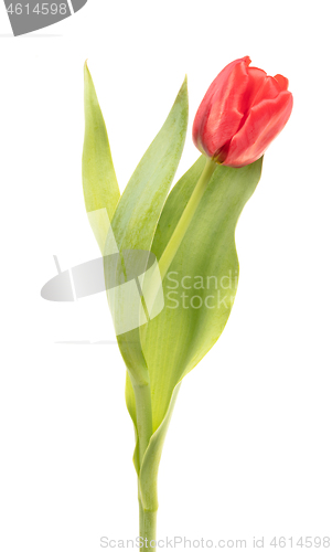 Image of Red tulip isolated